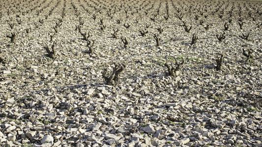 Cómo afecta el cambio climático al vino