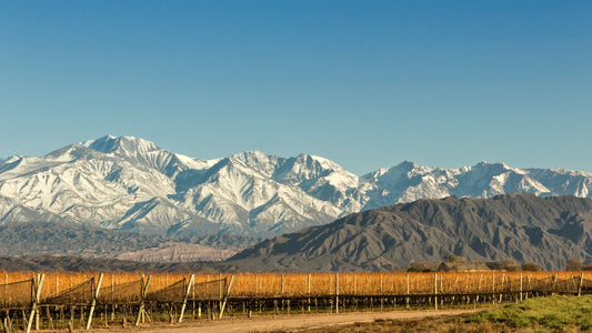 ¿Cómo influye la altura en el vino?