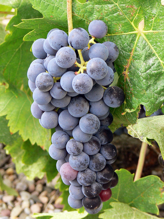 Variedades de uva permitidas en D.O.C. RIOJA